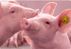 Twee biggen met oormerk 