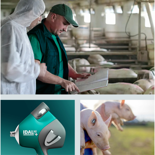 3 afbeeldingen: 2 personen begeleiden het proces, IDAL toestel, twee biggen vastgehouden door twee handen